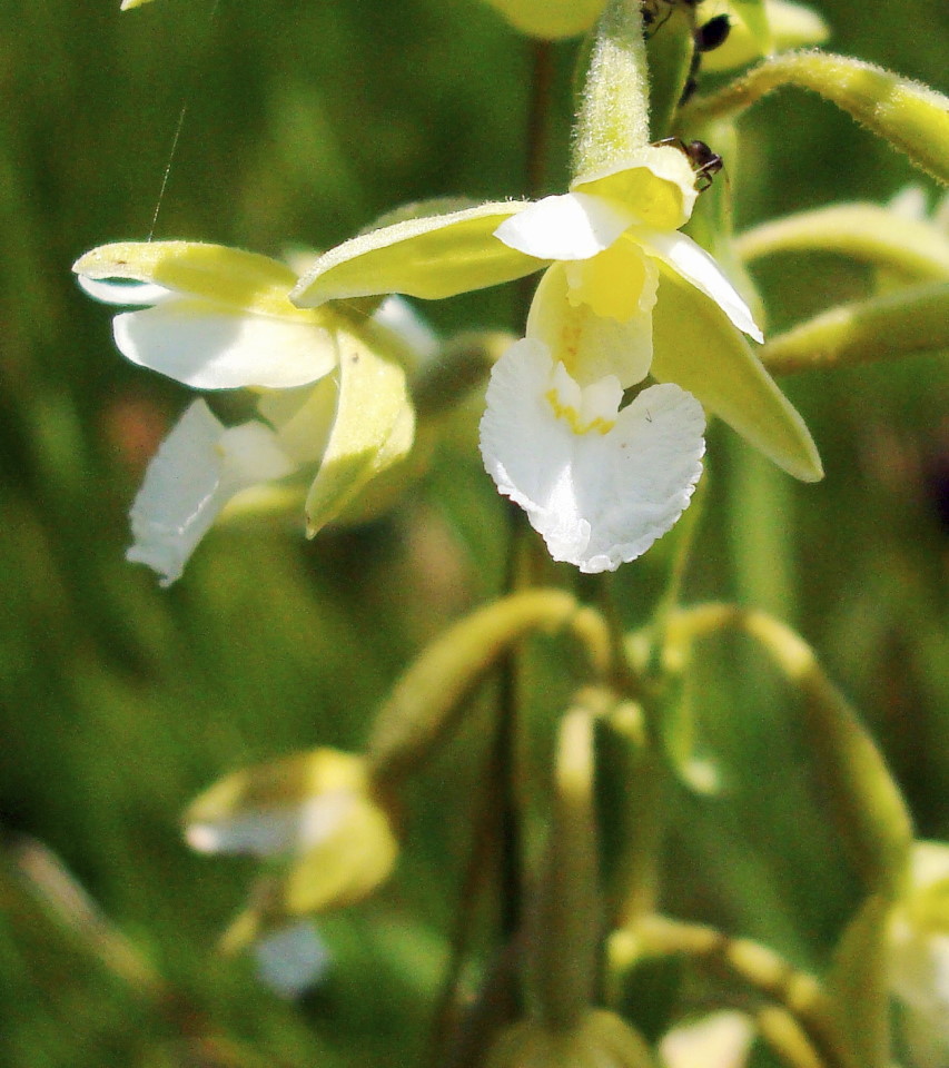 Epipactis palustris albina (quasi...)